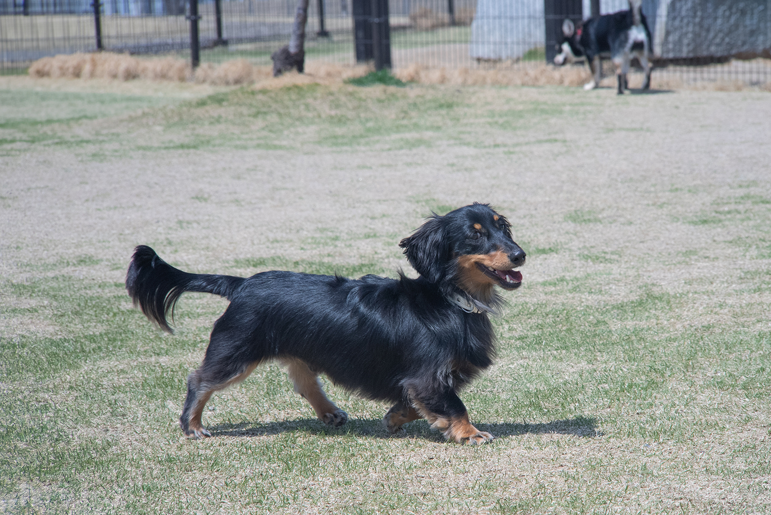 Schneider-Kreuznach Retina-Tele-Xenar 135mm F4 – 犬と手頃なオールドレンズたち